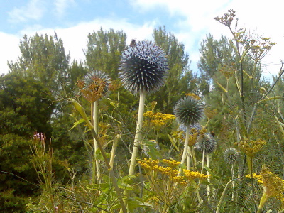 beehappy