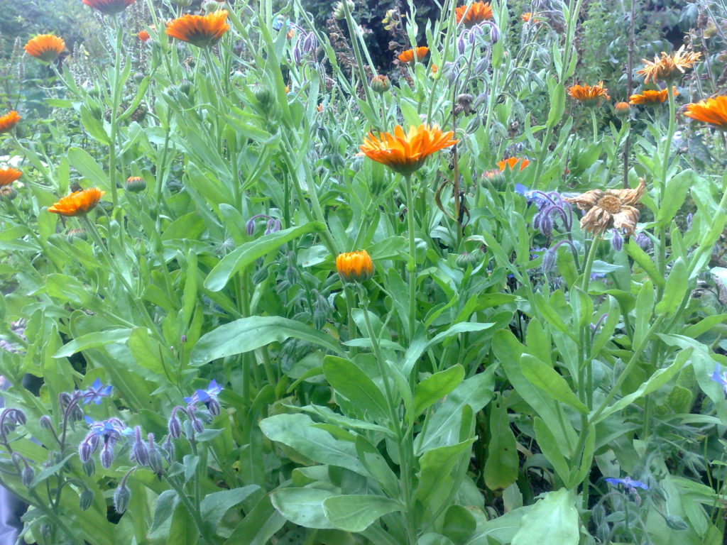 Close up of marigolds, borage and love in a mist